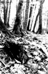 Wormsblood : The Grave Hill Wormsblood : The Grave Hill